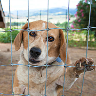 Pet fence outlet installation